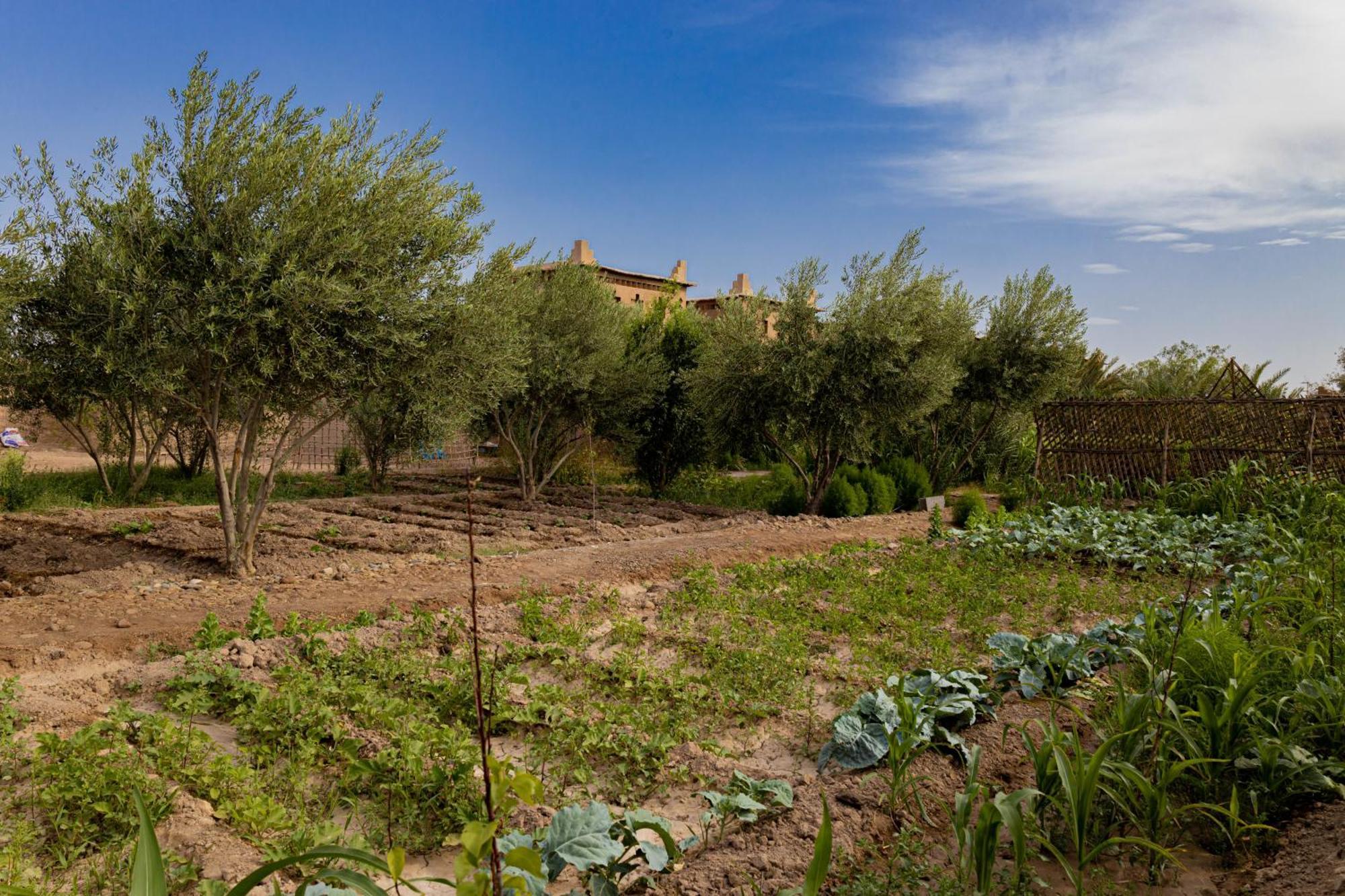 Maison D'Hote Amridil สกูรา ภายนอก รูปภาพ